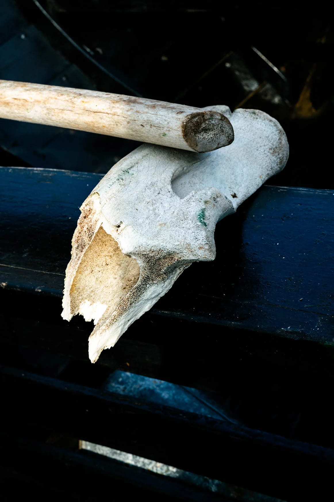 Animal skull in Iceland