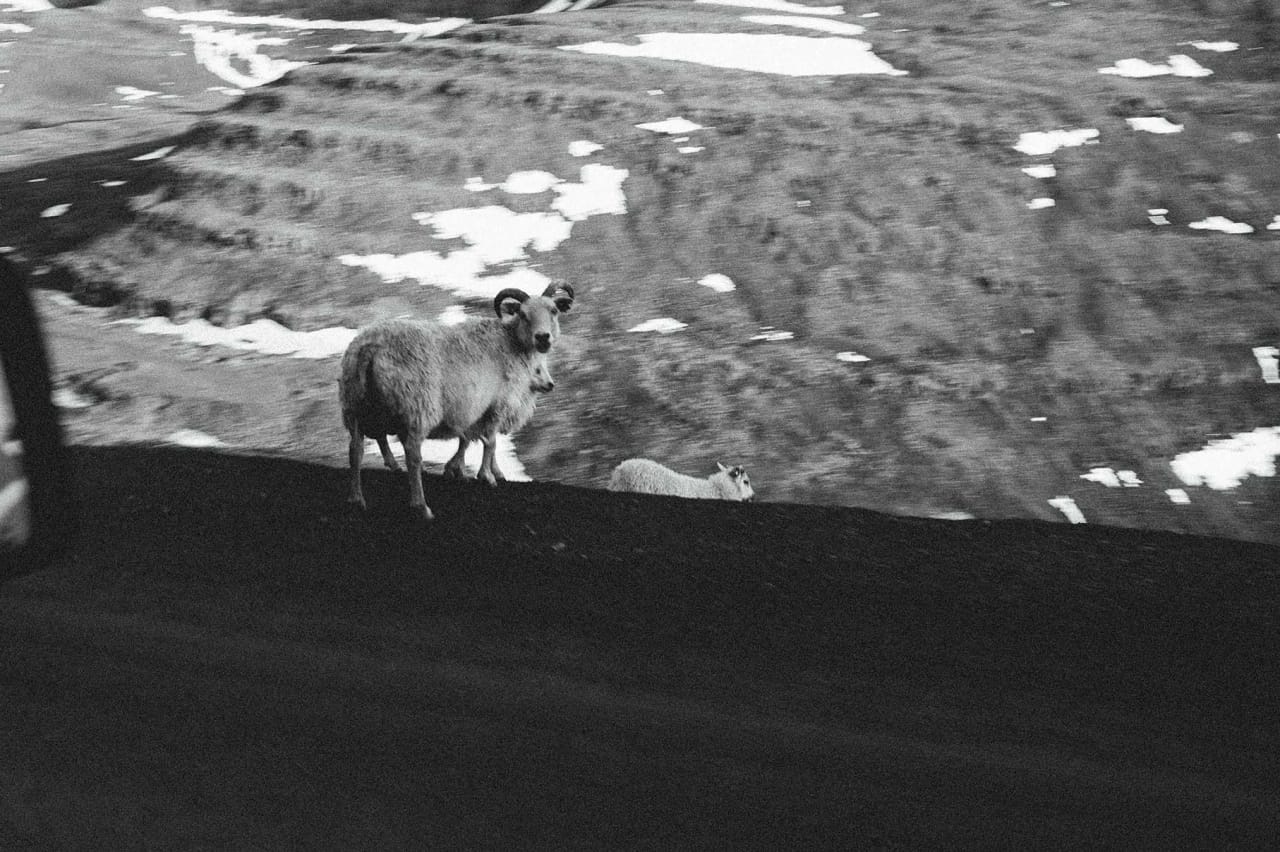 Sheep on the road in Iceland