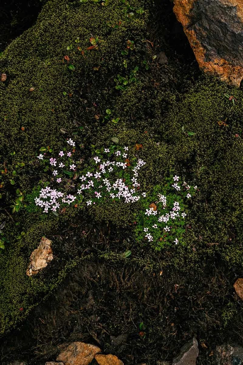 Icelandic moss and flowers