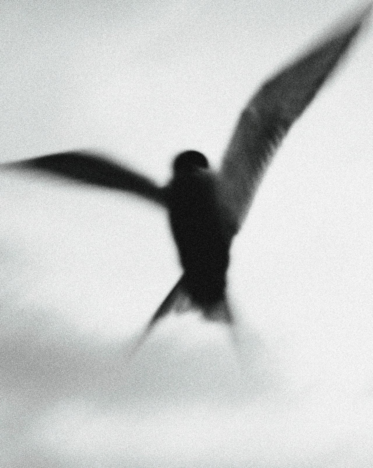 Bird in flight