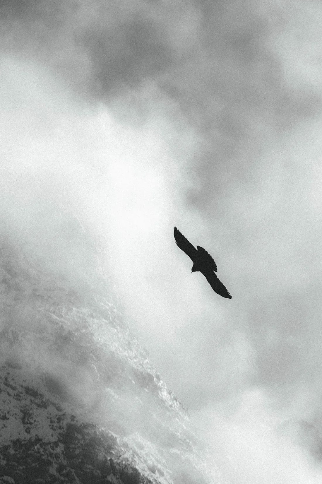 Bird flying over the mountains
